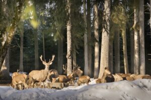Rückblick Vortrag Jagd und Wild in Bayersoien von Justus Hofmeister